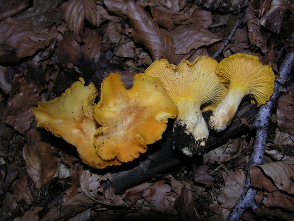 Alcuni Cantharellus di quest''anno.